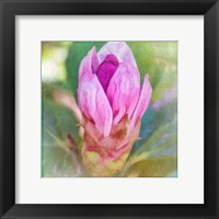 Spring Bud Framed Print