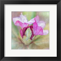 Spring Budding Framed Print