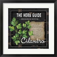 Framed 'Herb Guide Cilantro' border=