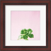 Framed 'Succulent Simplicity VII on Pink' border=