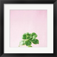 Framed Succulent Simplicity VII on Pink