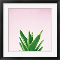 Framed 'Succulent Simplicity V on Pink' border=