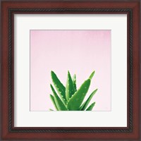 Framed 'Succulent Simplicity V on Pink' border=