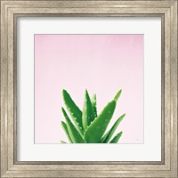 Framed 'Succulent Simplicity V on Pink' border=