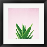 Framed Succulent Simplicity V on Pink