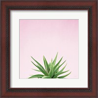 Framed 'Succulent Simplicity I on Pink' border=