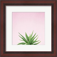 Framed 'Succulent Simplicity I on Pink' border=