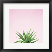 Framed Succulent Simplicity I on Pink