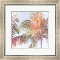 Framed 'Dream Palm III' border=