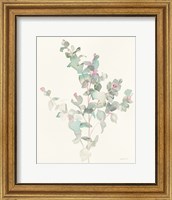 Framed Eucalyptus II