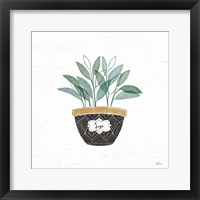 Framed 'Fine Herbs VII' border=