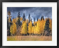 Framed Through the Yellow Trees I