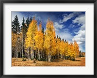 Framed Through the Yellow Trees II