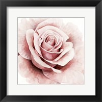 Pink Rose I Framed Print