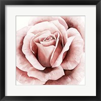 Framed 'Pink Rose II' border=