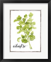 Watercolor Herbs IV Framed Print