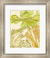 Framed 'Vintage Seaweed Collection I' border=