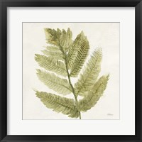 Forest Ferns I Framed Print