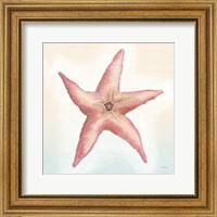 Framed 'Boardwalk Starfish' border=