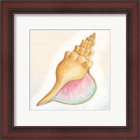 Framed 'Boardwalk Conch' border=