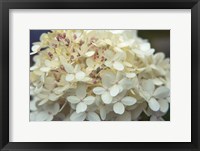 Hydrangea Delight I Framed Print