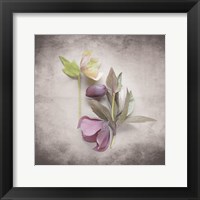 Framed Vintage Hellebore Study VII