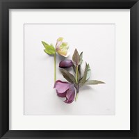 Framed Hellebore Study VII