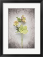 Framed Vintage Hellebore Study I