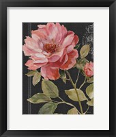 Harmonious Rose Black Framed Print