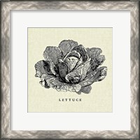 Framed 'Linen Vegetable BW Sketch Lettuce' border=