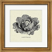 Framed 'Linen Vegetable BW Sketch Lettuce' border=