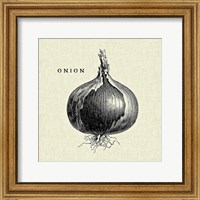 Framed 'Linen Vegetable BW Sketch Onion' border=