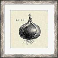 Framed 'Linen Vegetable BW Sketch Onion' border=