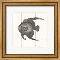 Framed 'Fish Sketches IV Shiplap' border=