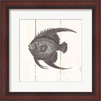 Framed 'Fish Sketches IV Shiplap' border=