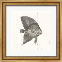 Framed 'Fish Sketches III Shiplap' border=