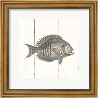 Framed 'Fish Sketches I Shiplap' border=