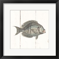 Framed 'Fish Sketches I Shiplap' border=