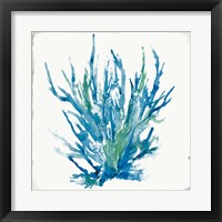 Framed 'Blue Coral I' border=