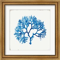 Framed 'Blue Coral II' border=