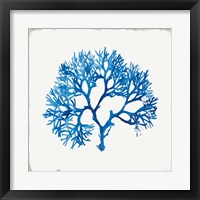 Framed 'Blue Coral II' border=