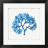 Blue Coral II Framed Print