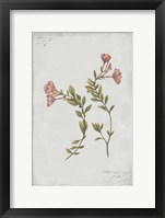 Botanical I Framed Print
