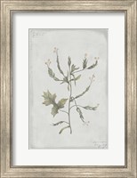 Framed Botanical II