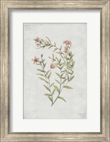 Framed Botanical V