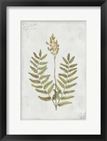 Framed Botanical VI