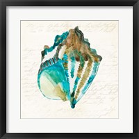 Shell Framed Print