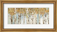 Framed Birch Country