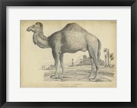 Framed Camel Bactarnian