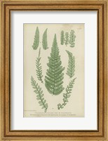 Framed Polystichum